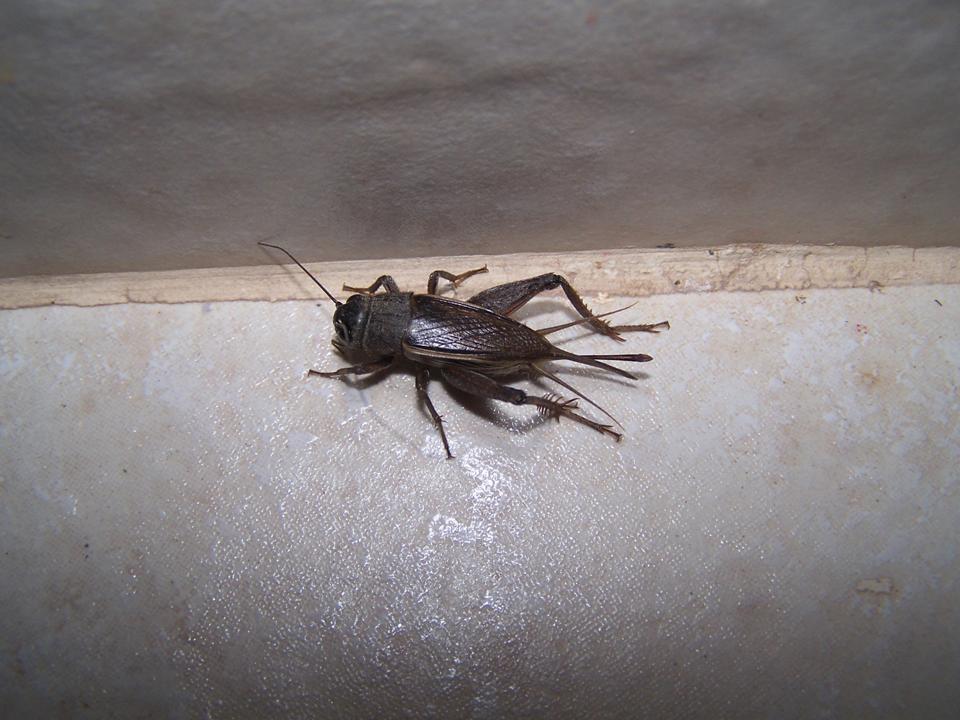 FIGURE 1 FIGURE 1